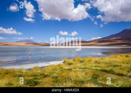 Rosa Flamingos im Altiplano Laguna, Sud Lipez Reserva Eduardo Avaroa, Bolivien Stockfoto