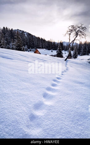 Fuchs-Spuren im Schnee in den Alpen, Deutschland Stockfoto