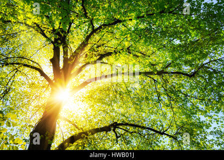 Die Sonne scheint warm durch die Baumkronen des grünen Linde Stockfoto