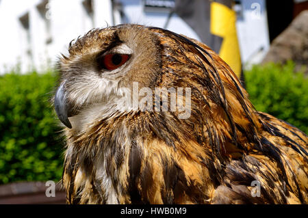 Eurasische Uhu lateinische Name Bubo Bubo hautnah Stockfoto