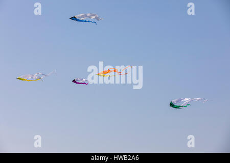 Birds Of Prey, Drachen, in den Himmel schweben, Stockfoto