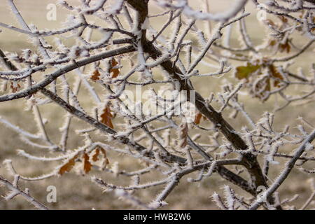 Frostigen Bäume Wooton St Lawrence Hampshire England Stockfoto