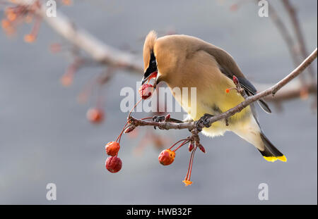 Zeder Seidenschwanz (Bombycilla Cedrorum) ernähren sich von Obst, Ames, Iowa, USA. Stockfoto