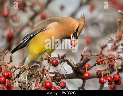 Zeder Seidenschwanz (Bombycilla Cedrorum) ernähren sich von Obst, Ames, Iowa, USA. Stockfoto