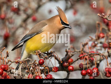 (Cedar waxwing Bombycilla cedrorum) Porträt, Ames, Iowa, USA. Stockfoto