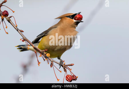 Zeder Seidenschwanz (Bombycilla Cedrorum) ernähren sich von Obst, Ames, Iowa, USA. Stockfoto