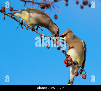 Cedar Seidenschwänze (Bombycilla Cedrorum) ernähren sich von Obst, Ames, Iowa, USA. Stockfoto