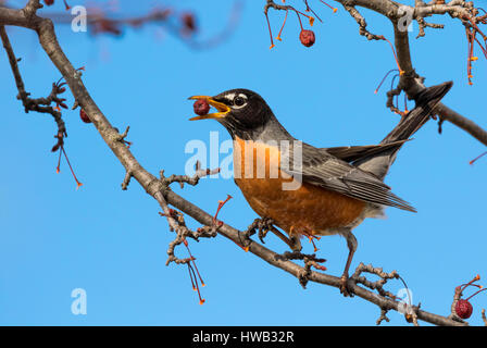 Männliche American Robin (Turdus Migratorius) ernähren sich von Obst, Ames, Iowa, USA. Stockfoto