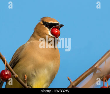 Zeder Seidenschwanz (Bombycilla Cedrorum) ernähren sich von Obst, Ames, Iowa, USA. Stockfoto