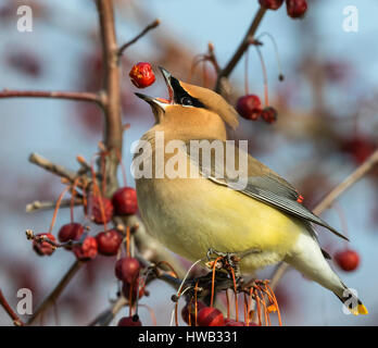 Zeder Seidenschwanz (Bombycilla Cedrorum) ernähren sich von Obst, Ames, Iowa, USA. Stockfoto