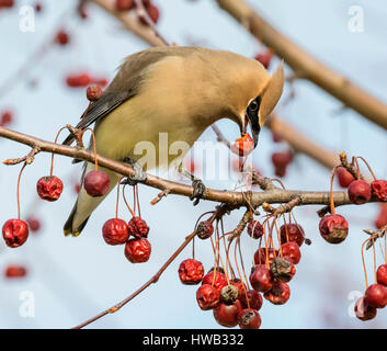 Zeder Seidenschwanz (Bombycilla Cedrorum) ernähren sich von Obst, Ames, Iowa, USA. Stockfoto