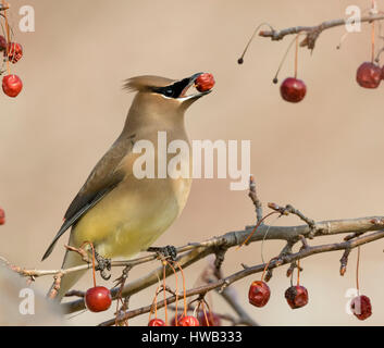 Zeder Seidenschwanz (Bombycilla Cedrorum) ernähren sich von Obst, Ames, Iowa, USA. Stockfoto