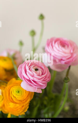 Pink und Gelb ranunculus Schuß im Hochformat über biege Hintergrund mit einem rosa Ranunkeln im Fokus und andere gelbe und rosa Ranunkeln blurre Stockfoto
