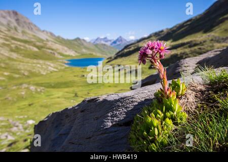 Frankreich, Alpes de Haute Provence, Nationalpark Mercantour, Haute Hubaye, den Berg Haus Lauch oder Berg Hühner und Küken (Sempervivum montanum), im Hintergrund der See von Lauzanier (2284 m Stockfoto