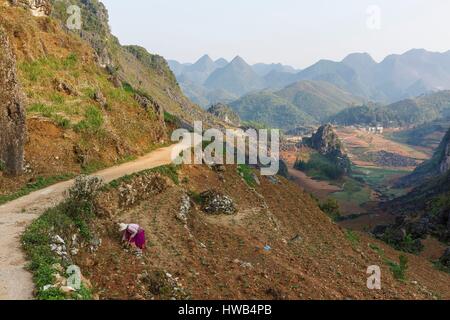 Ha Giang Province, Vietnam Dong Van, eine Frau, Anbau von Gemüse am Hang Stockfoto