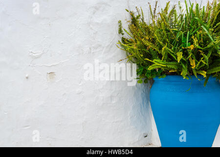 Rustikale bemalte Topf mit Blume auf weißem Stein gewaschen Wand Stockfoto