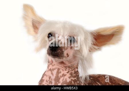 Chinese Crested Dog (Canis Lupus Familiaris) Stockfoto