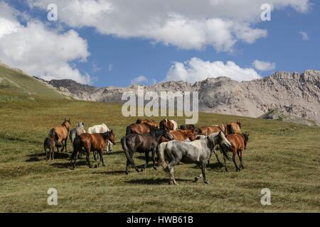 Kirgisistan, Naryn Provinz, touristische Reise und Mountain Trek, Herde von Pferden Stockfoto