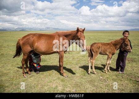 Kirgisistan, Naryn Provinz, touristische Reise und Mountain Trek, Angebote Stute Stockfoto