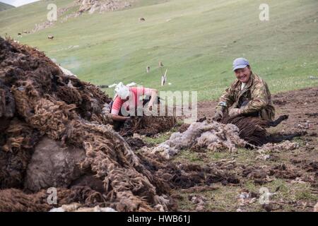 Kirgisistan, Naryn Provinz, touristische Reise und Mountain trek, Schafe scheren, Wolle zu sammeln Stockfoto