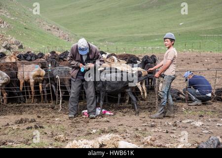 Kirgisistan, Naryn Provinz, touristische Reise und Mountain trek, Schafe scheren, Wolle zu sammeln Stockfoto