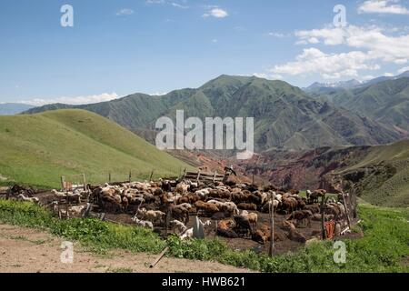 Kirgisistan, Naryn Provinz, touristische Reise und Mountain trek, Schafzucht Stockfoto