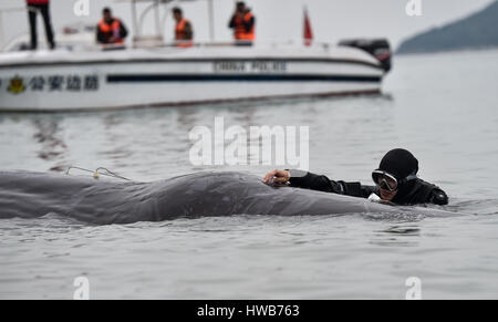 Peking, China Guangdong Provinz. 14. März 2017. Ein Taucher setzt einen auditiven Sinne testen Apparat auf ein Pottwal in der Nähe von einem Dock in Huizhou Hafen in Huizhou, Süd-China Guangdong Provinz, 14. März 2017. Bildnachweis: Mao Siqian/Xinhua/Alamy Live-Nachrichten Stockfoto