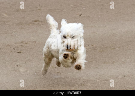 Ainsdale, Merseyside, England. 19. März 2017. UK-Wetter: Eine böse Westwind peitscht den Sand am Strand von Ainsdale in Merseyside.  Hund, Wanderer und Familien, die noch unter der Leitung direkt ans Meer trotz der wilden Wetter Misshandlung der Nord-West-Küste.  Bildnachweis: Cernan Elias/Alamy Live-Nachrichten Stockfoto
