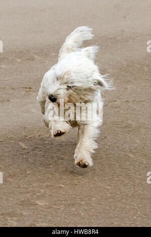 Ainsdale, Merseyside, England. 19. März 2017. UK-Wetter: Eine böse Westwind peitscht den Sand am Strand von Ainsdale in Merseyside.  Hund, Wanderer und Familien, die noch unter der Leitung direkt ans Meer trotz der wilden Wetter Misshandlung der Nord-West-Küste.  Bildnachweis: Cernan Elias/Alamy Live-Nachrichten Stockfoto