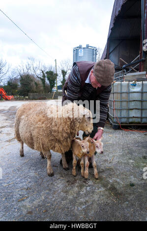 Ardara, County Donegal, Irland.  19. März 2017. Farmer Joe Dunleavy mit Frühjahr Lämmer mit ihrer Mutter, die gerade heute geboren worden. Foto von: Richard Wayman / Alamy Live News Stockfoto