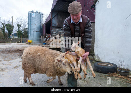 Ardara, County Donegal, Irland.  19. März 2017. Farmer Joe Dunleavy mit Frühjahr Lämmer mit ihrer Mutter, die gerade heute geboren worden. Foto von: Richard Wayman / Alamy Live News Stockfoto