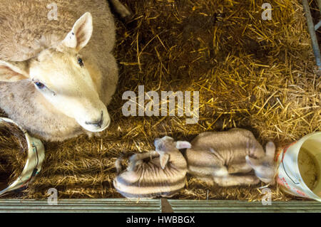 Ardara, County Donegal, Irland.  19. März 2017. Frühjahr Lämmer Ruhe mit ihrer Mutter, die gerade heute geboren worden. Foto von: Richard Wayman / Alamy Live News Stockfoto