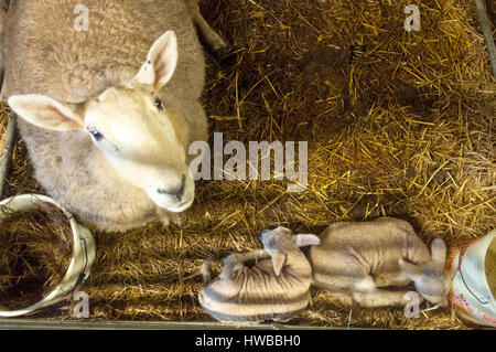 Ardara, County Donegal, Irland.  19. März 2017. Frühjahr Lämmer Ruhe mit ihrer Mutter, die gerade heute geboren worden. Foto von: Richard Wayman / Alamy Live News Stockfoto