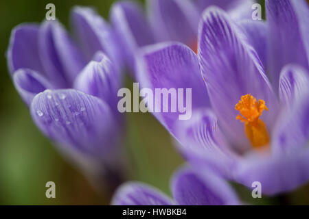 München, Deutschland. 20. März 2017. Krokus Blüten können in einem Park in München, Deutschland, 20. März 2017 gesehen werden. Foto: Sven Hoppe/Dpa/Alamy Live News Stockfoto