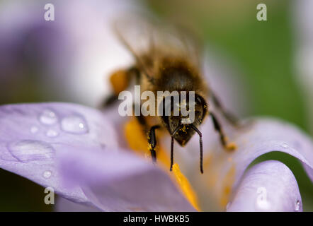 München, Deutschland. 20. März 2017. Eine Biene sammelt Pollen auf einer Krokusblüte in München, Deutschland, 20. März 2017. Foto: Sven Hoppe/Dpa/Alamy Live News Stockfoto