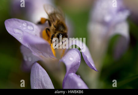 München, Deutschland. 20. März 2017. Eine Biene sammelt Pollen auf einer Krokusblüte in München, Deutschland, 20. März 2017. Foto: Sven Hoppe/Dpa/Alamy Live News Stockfoto