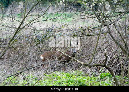 Catteshall Road, Godalming, UK. 20. März 2017. Großbritannien Wetter. Niederdruck-Bedingungen weiterhin über den Home Counties heute dominieren. Ein Damhirsch auf der Aue Fluss Wey in Godalming, Surrey. Bildnachweis: James Jagger/Alamy Live News Stockfoto