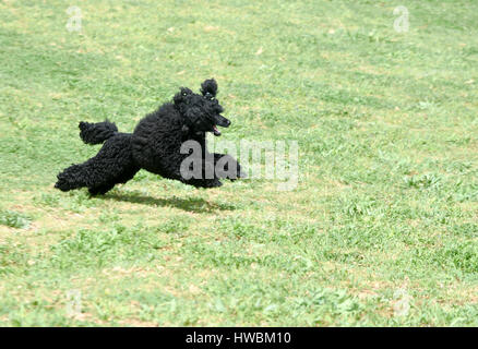 Verspielte schwarze Zwergpudel laufen auf dem Rasen außerhalb Stockfoto