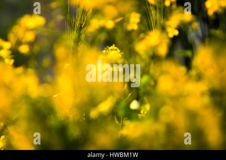 Verschwommen gelbe und grüne Frühlingsblumen Stockfoto