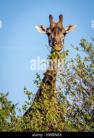 Safari in der Masai Mara, Kenia. Bild während der Safari in 2013 berücksichtigt. Stockfoto