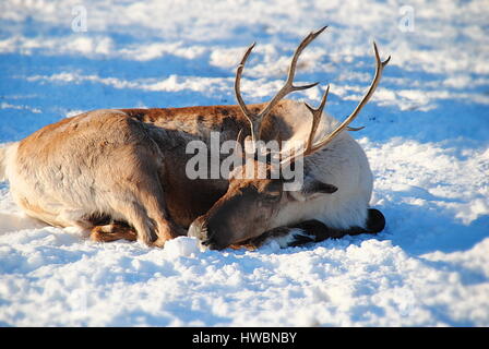 Woodland Caribou in die Snow, Zoo von Calgary, Kanada Stockfoto