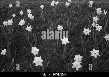 Narzisse Blumen in schwarz und weiß. Schöne ruhige poetische Foto in Monochrom Ton. Schöne weiche im freien Licht in der Natur. Stockfoto