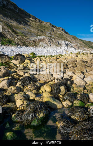 Seetang bedeckt Kreidefelsen am Südende der Filey Bay. Eine dramatische Küste North Yorkshire. Stockfoto