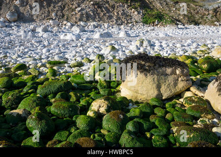 Seetang bedeckt Kreidefelsen am Südende der Filey Bay. Eine dramatische Küste North Yorkshire. Stockfoto