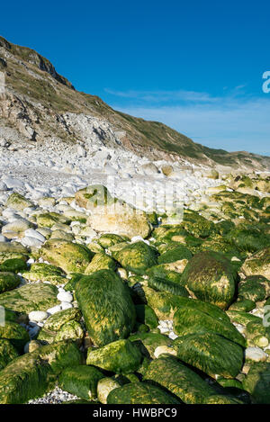 Seetang bedeckt Kreidefelsen am Südende der Filey Bay. Eine dramatische Küste North Yorkshire. Stockfoto