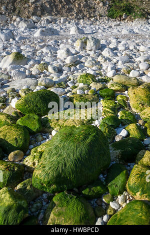 Seetang bedeckt Kreidefelsen am Südende der Filey Bay. Eine dramatische Küste North Yorkshire. Stockfoto