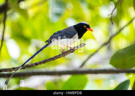 Porträt von Vogel - blaue Elster Stockfoto