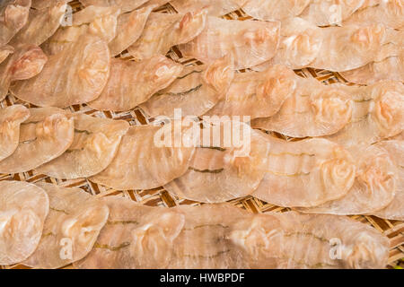 Getrockneter Fisch Maw (Fisch Kutteln) Stockfoto