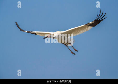 Sibirischer Kranich (Grus Leucogeranus) im Flug Stockfoto