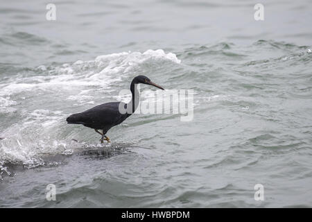 Pacific Reef Heron Fische fangen Stockfoto